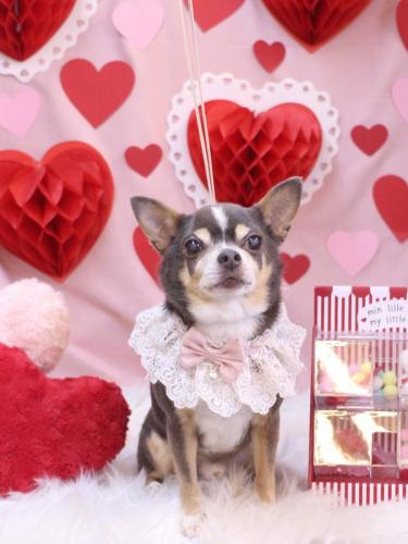 20240224メルくん